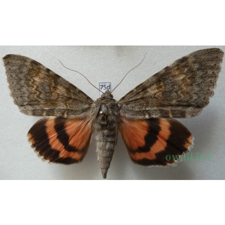 Catocala elocata (Esper, 1787) Wstęgówka czerwonka Czech 80mm75d